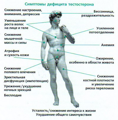 Testosteron